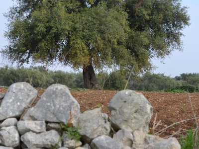 Infine, l��ottava bellezza� � rappresentata da una �quercia di Palestina� situata ad Acquaviva delle Fonti...